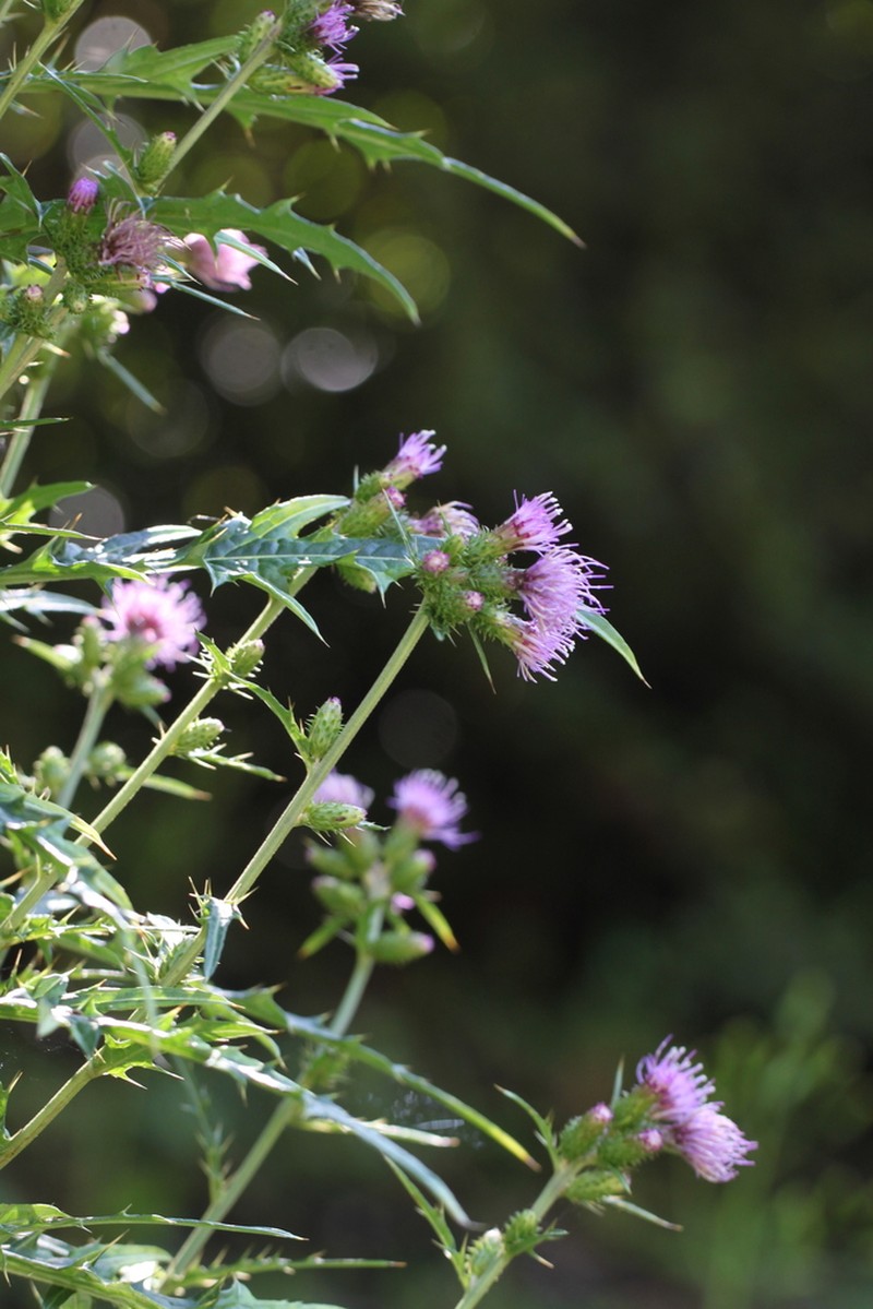 Cirsium spicatum photo 2
