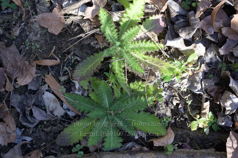 Cirsium spicatum photo 3