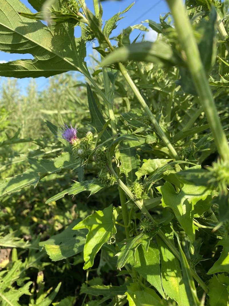 Cirsium spicatum photo 4