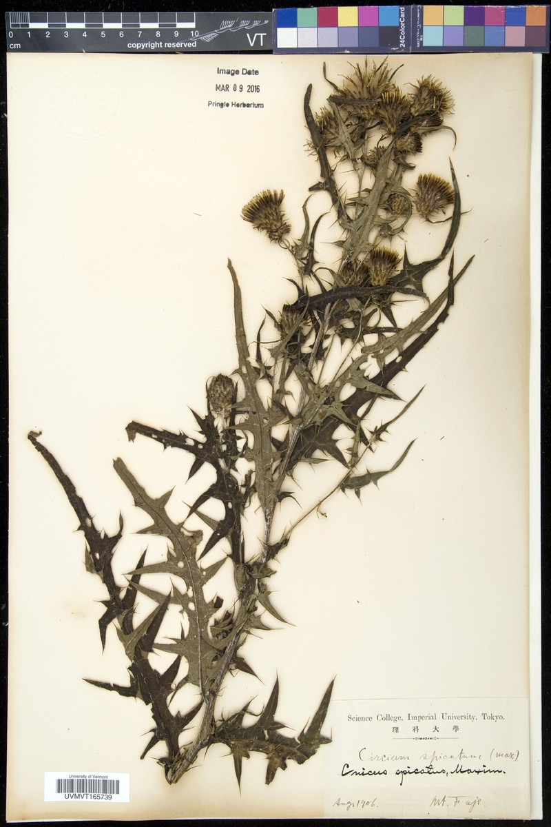 Cirsium spicatum photo 5
