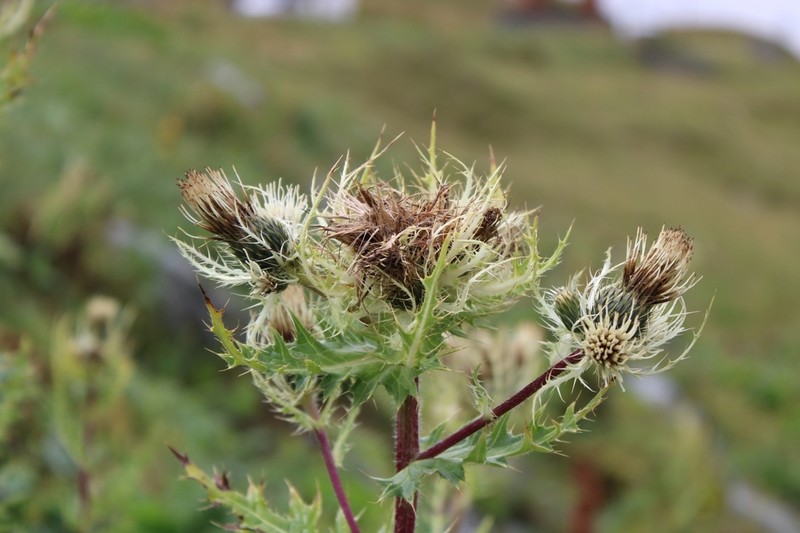 Cirsium spinosissimum