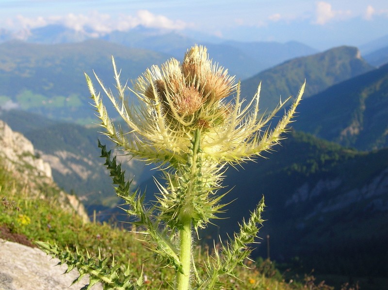 Cirsium spinosissimum photo 2