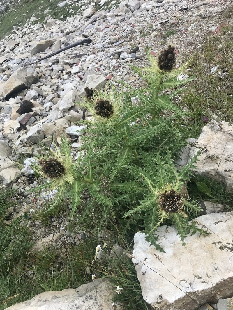 Cirsium spinosissimum photo 3