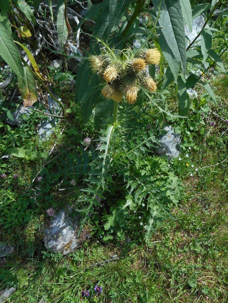 Cirsium spinosissimum photo 4