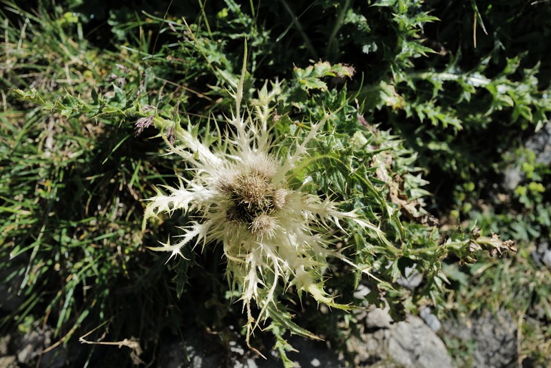 Cirsium spinosissimum photo 5