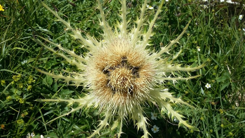 Cirsium spinosissimum photo 6