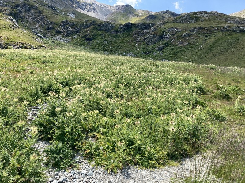 Cirsium spinosissimum photo 7