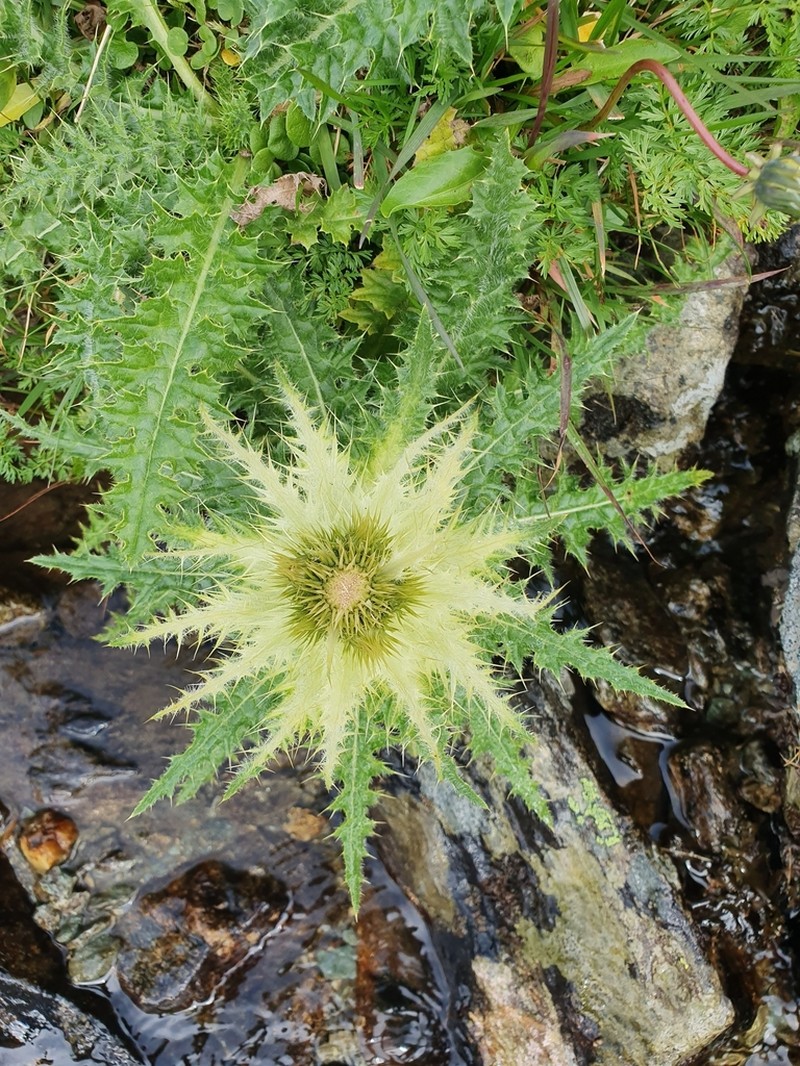 Cirsium spinosissimum photo 8