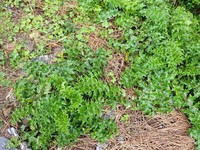 Cirsium spinosum