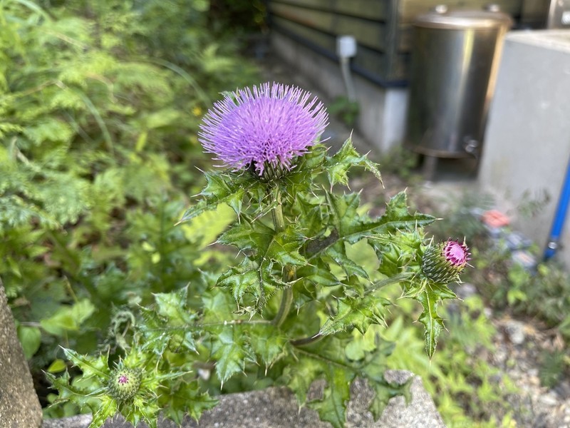 Cirsium spinosum photo 2