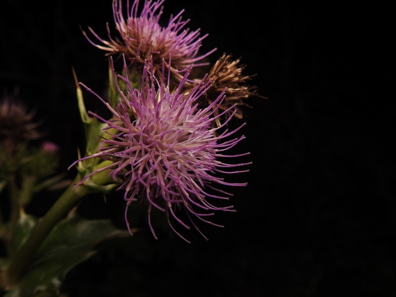 Cirsium spinosum photo 3
