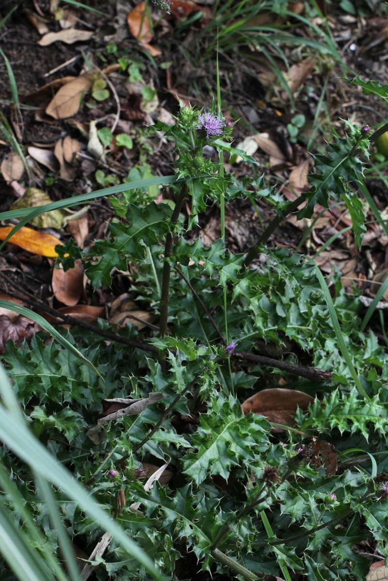 Cirsium spinosum photo 4
