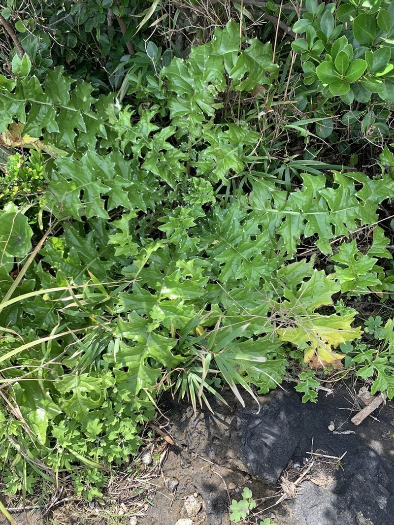 Cirsium spinosum photo 5