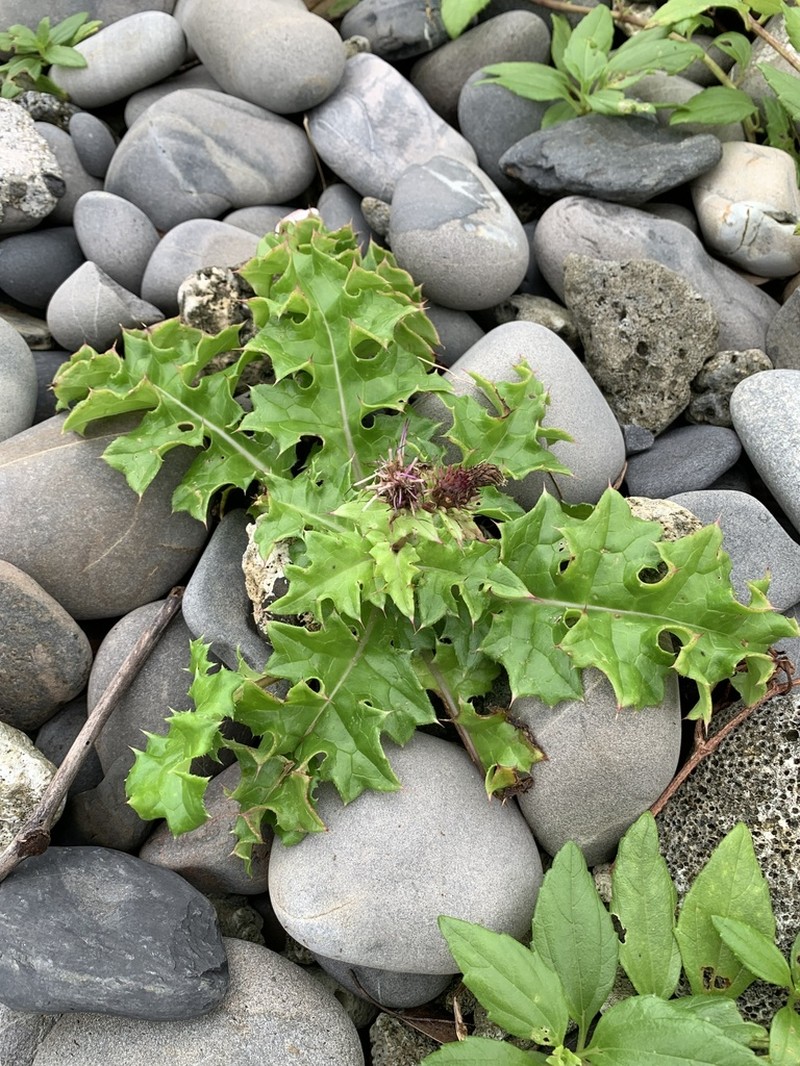 Cirsium spinosum photo 6