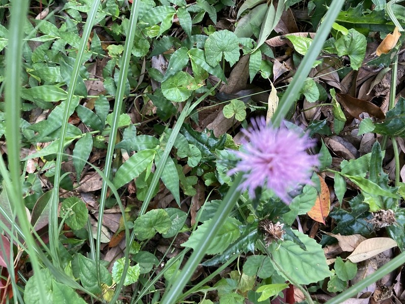 Cirsium spinosum photo 7