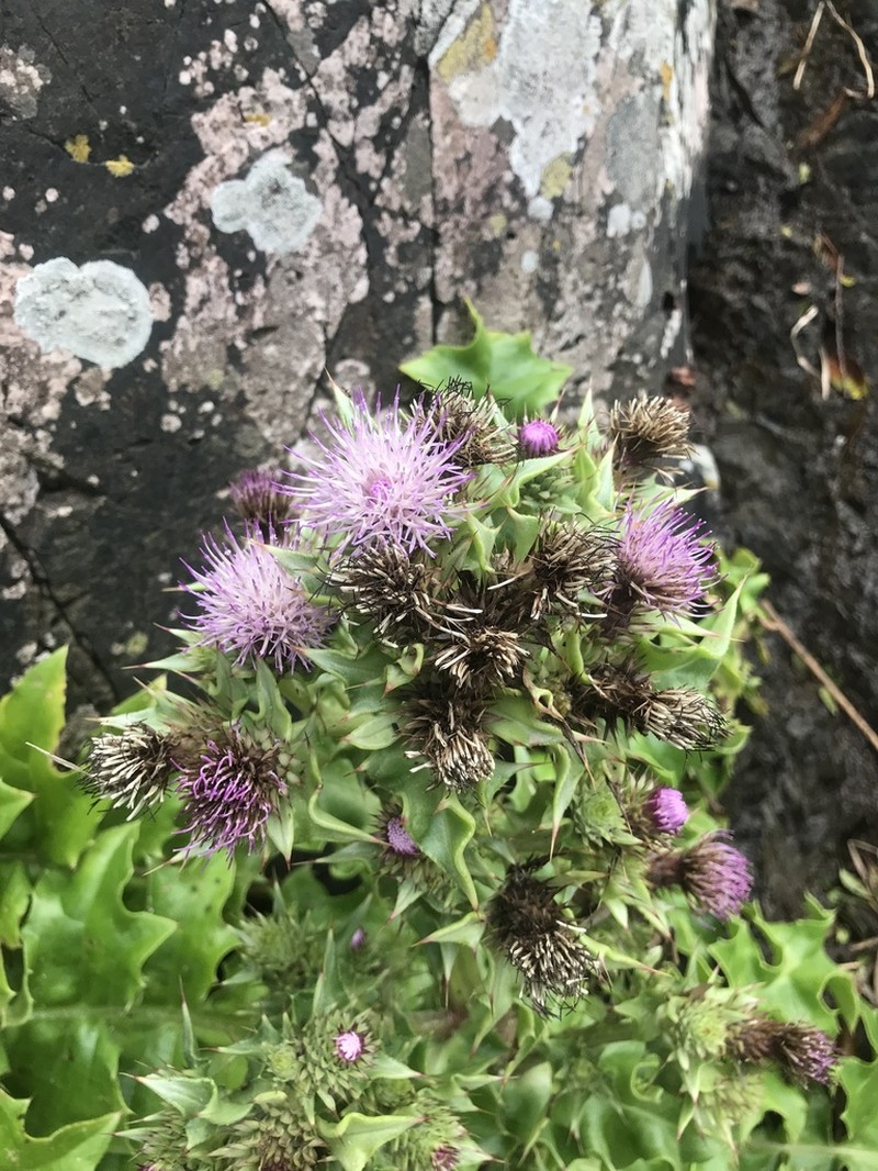 Cirsium spinosum photo 8