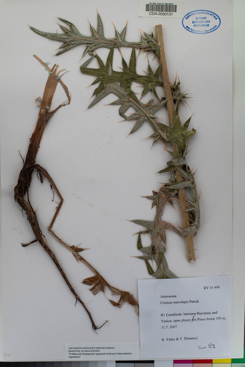 Cirsium steirolepis
