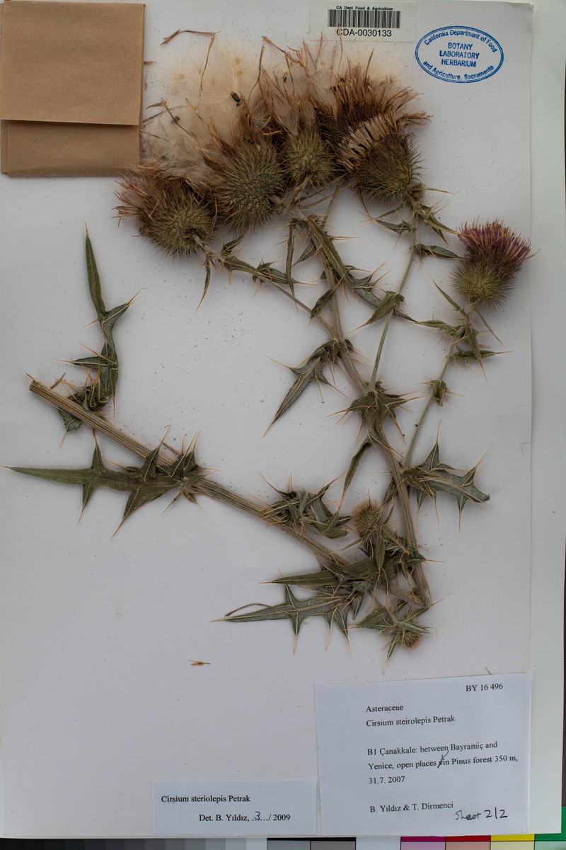 Cirsium steirolepis photo 2