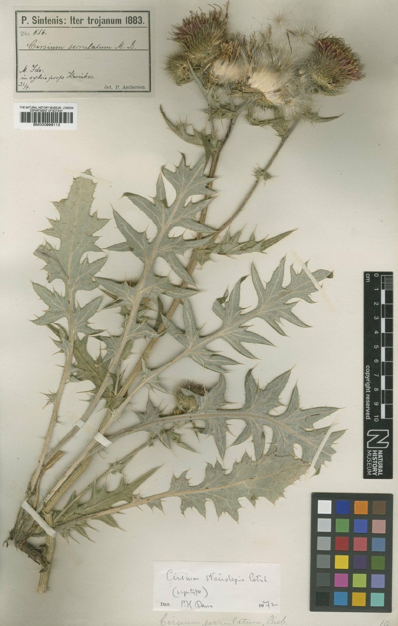 Cirsium steirolepis photo 3