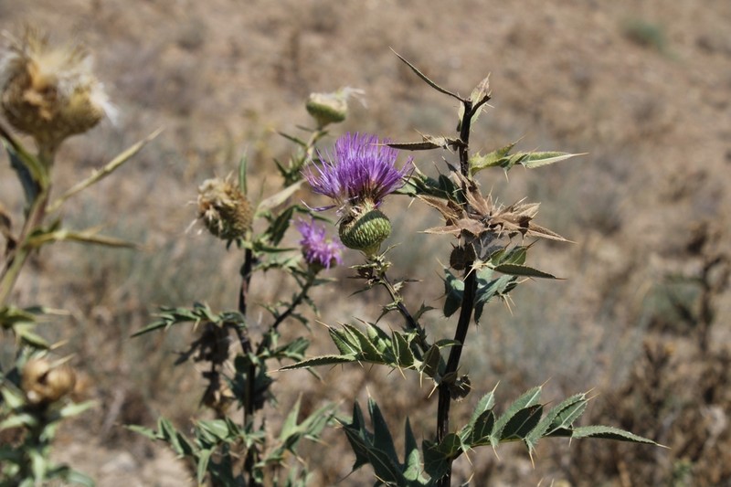 Cirsium strigosum