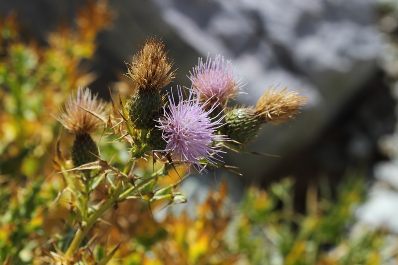 Cirsium strigosum photo 2