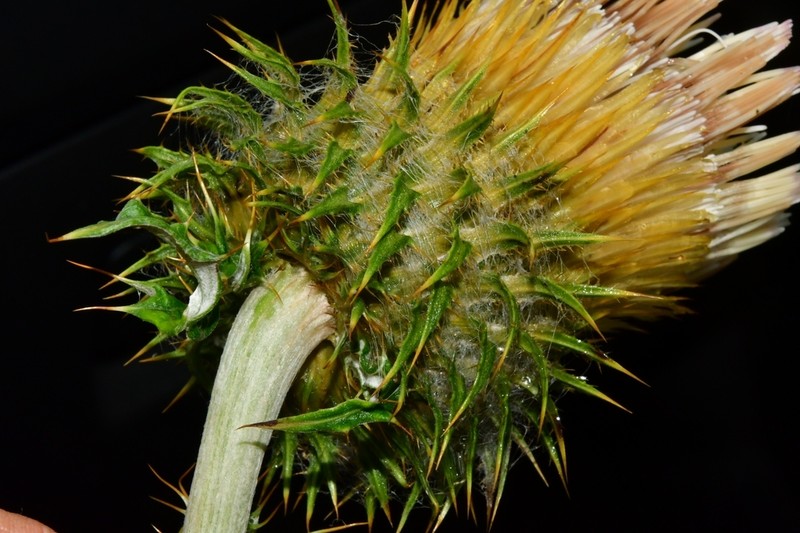 Cirsium subcoriaceum photo 2