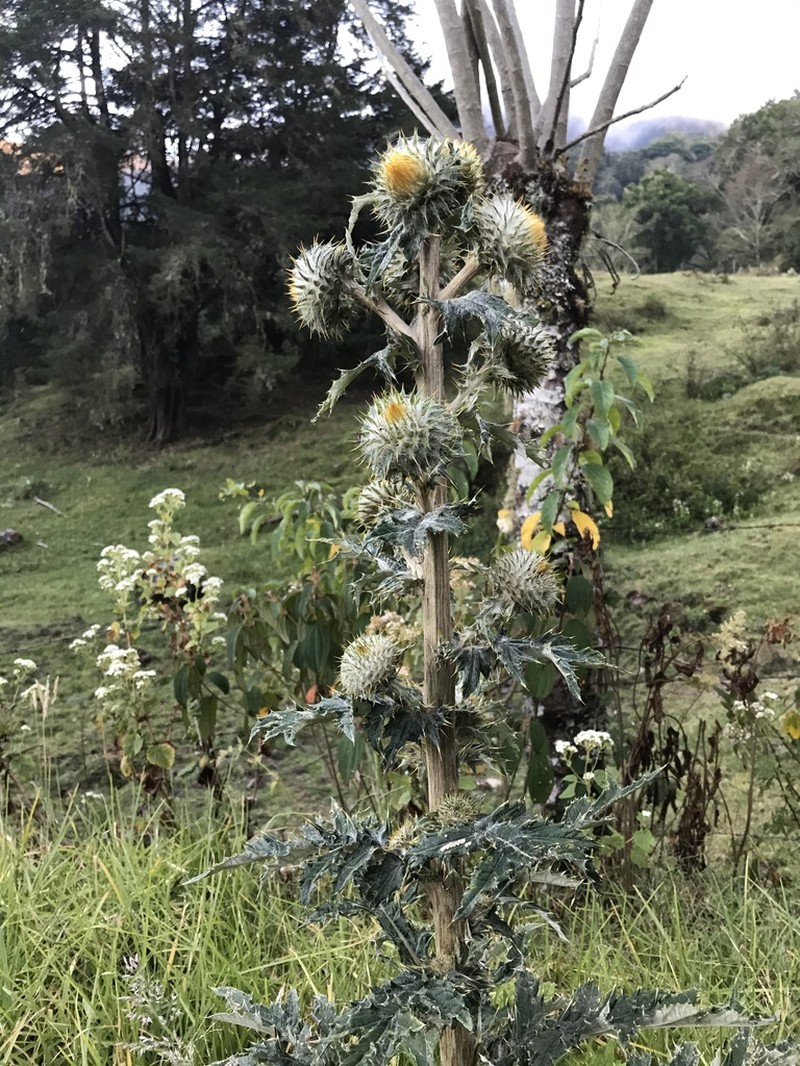 Cirsium subcoriaceum photo 3