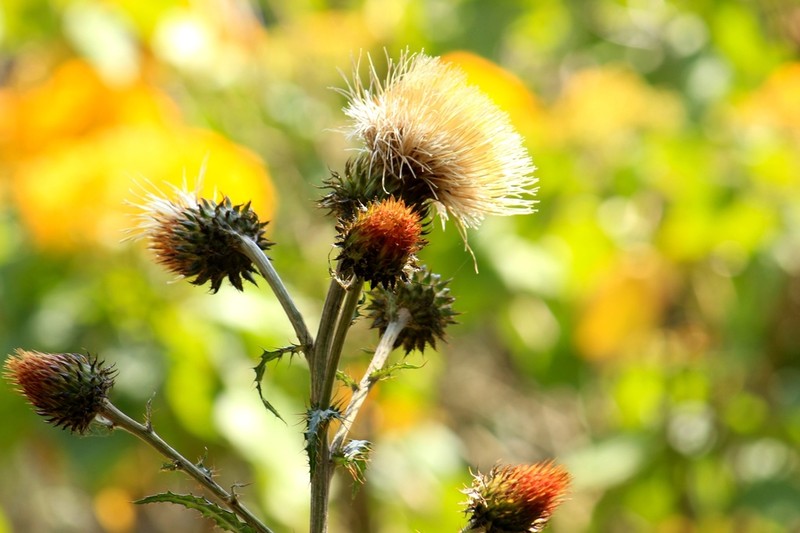 Cirsium subcoriaceum photo 4