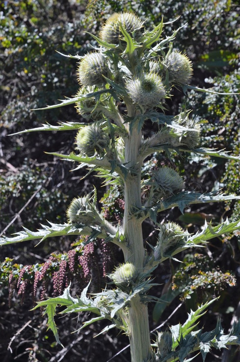 Cirsium subcoriaceum photo 5