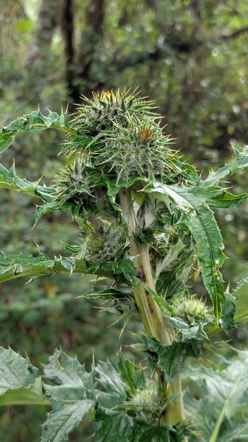 Cirsium subcoriaceum photo 6