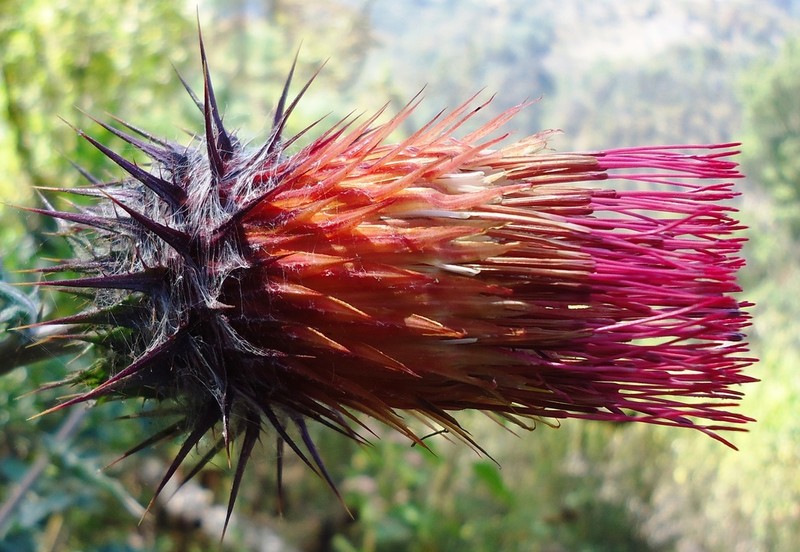 Cirsium subcoriaceum photo 7