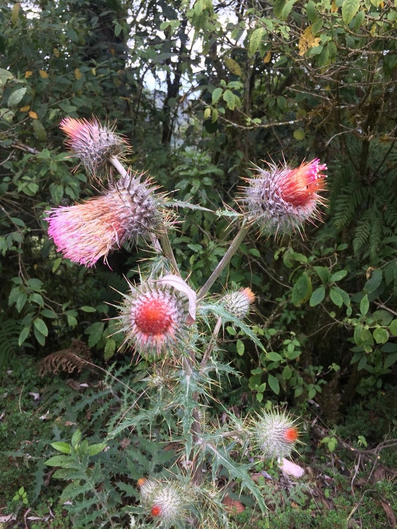 Cirsium subcoriaceum photo 8