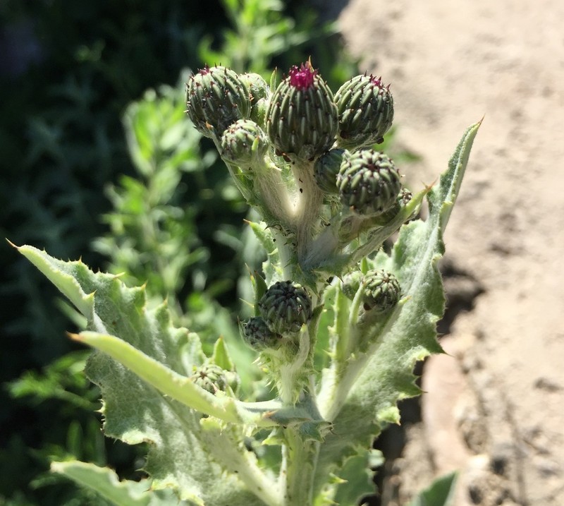 Cirsium subinerme