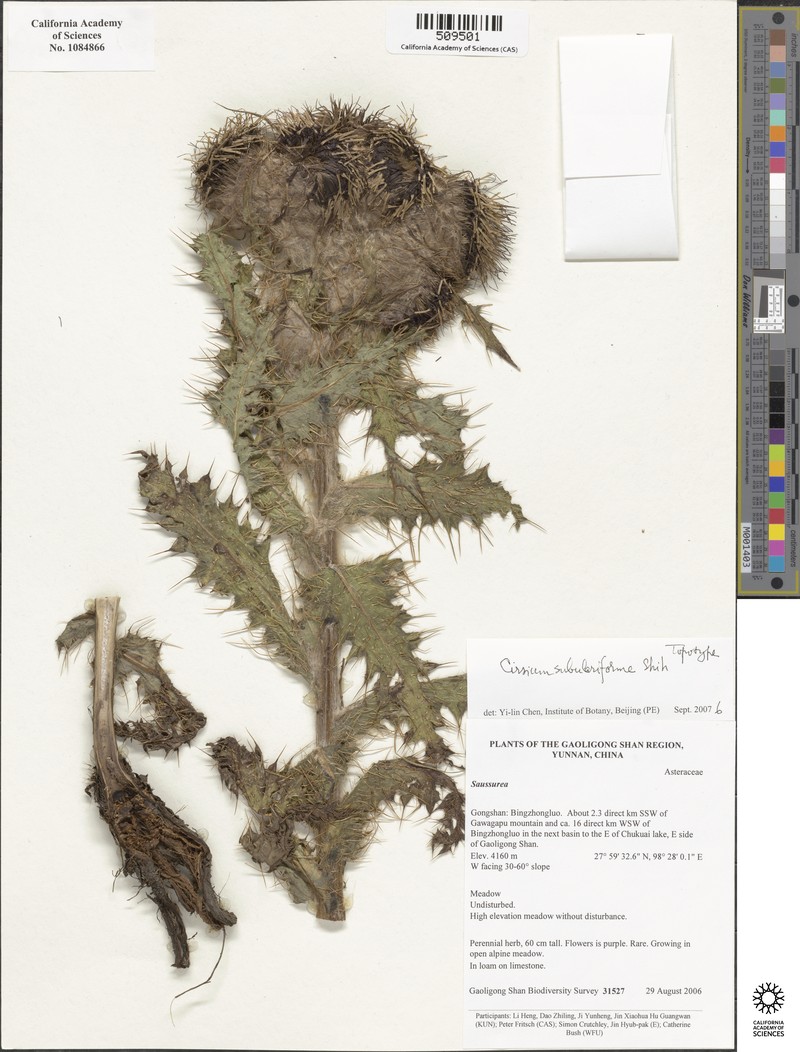 Cirsium subulariforme