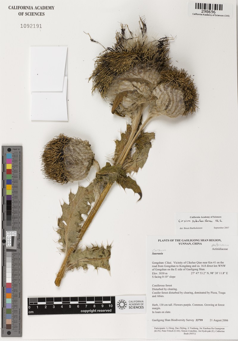 Cirsium subulariforme photo 2