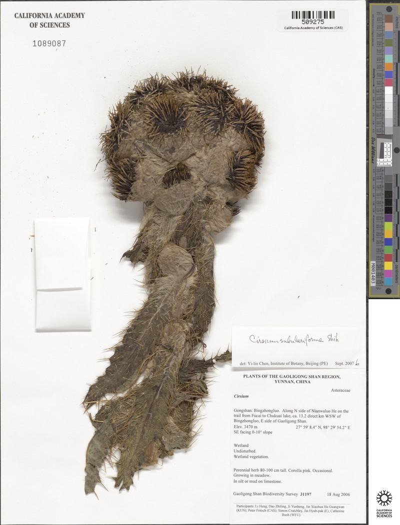 Cirsium subulariforme photo 3