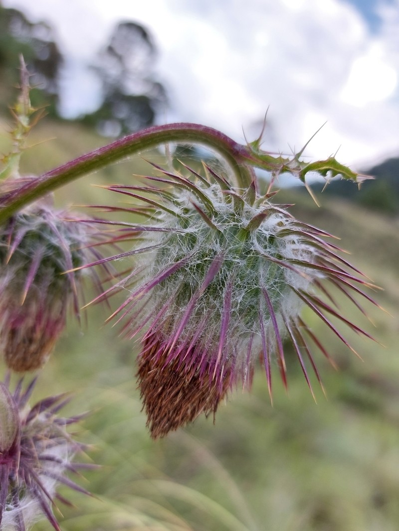 Cirsium subuliforme