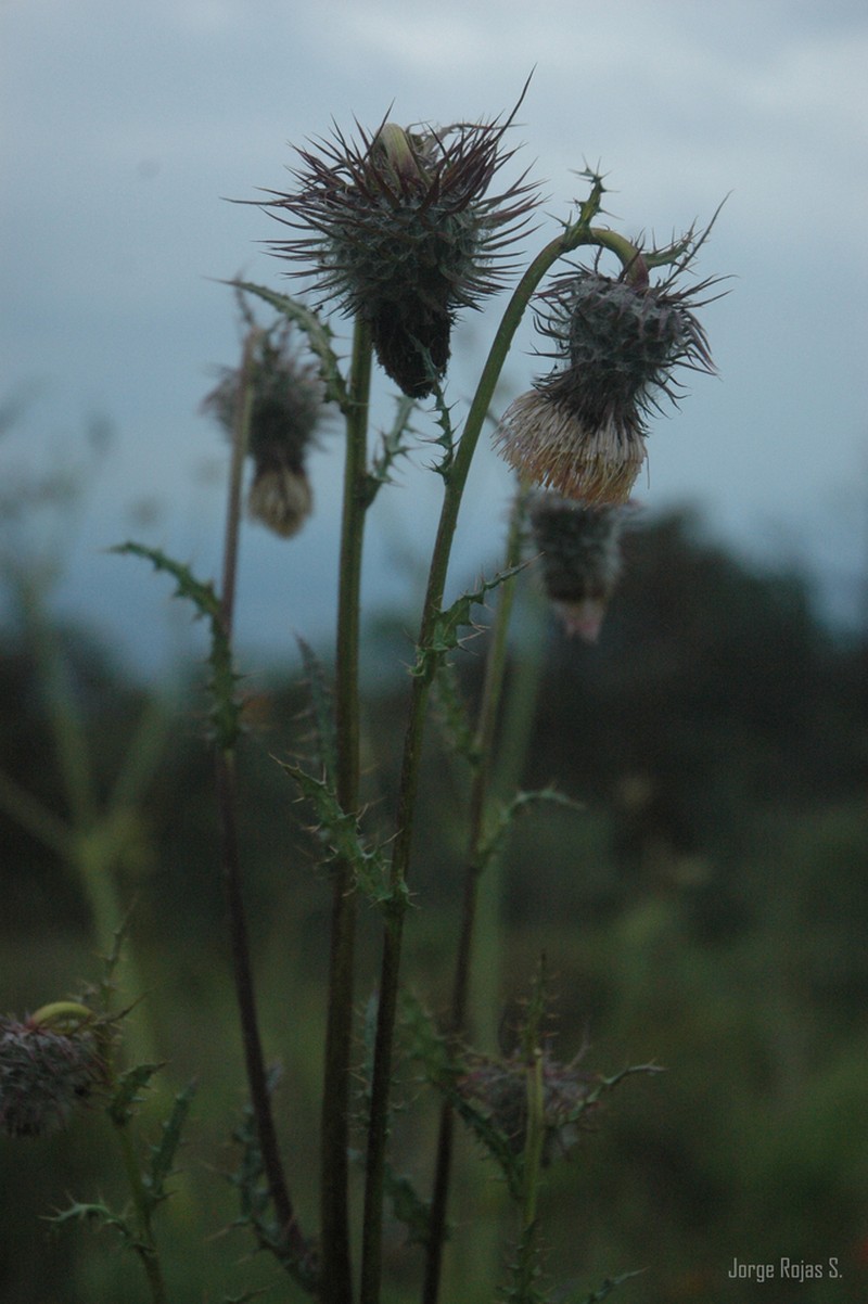 Cirsium subuliforme photo 2