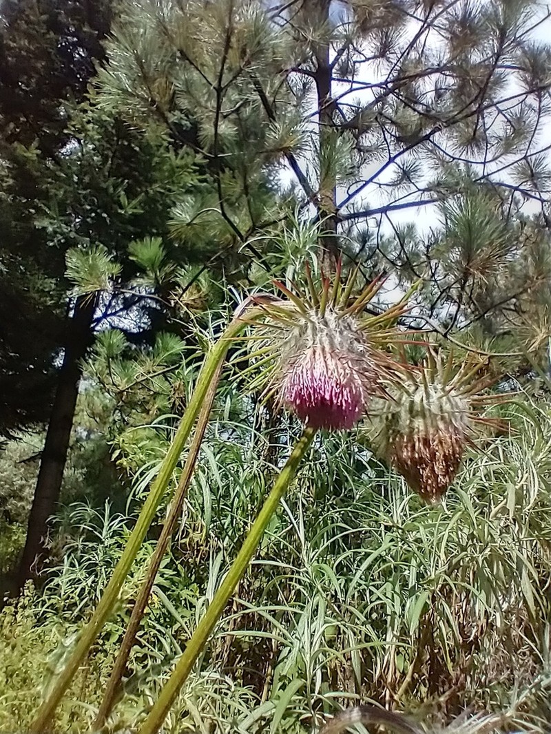 Cirsium subuliforme photo 3