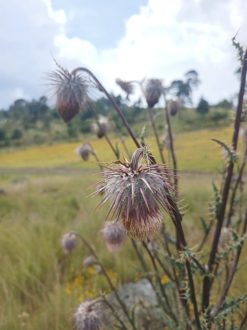 Cirsium subuliforme photo 4
