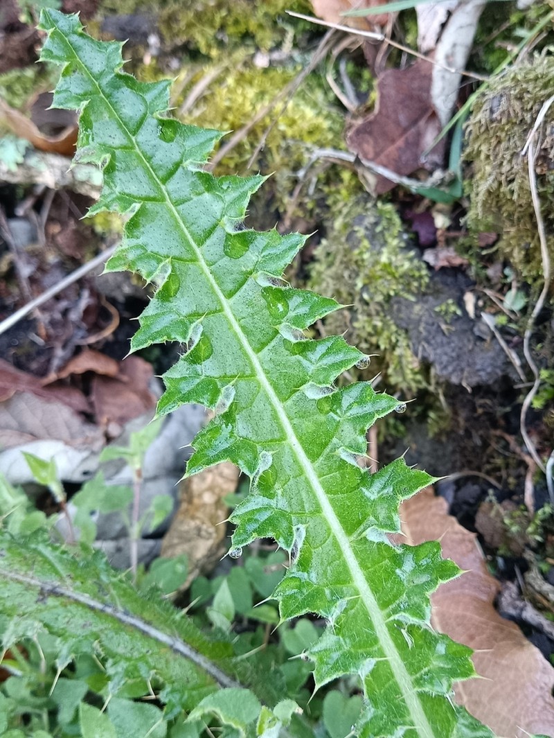 Cirsium subuliforme photo 5