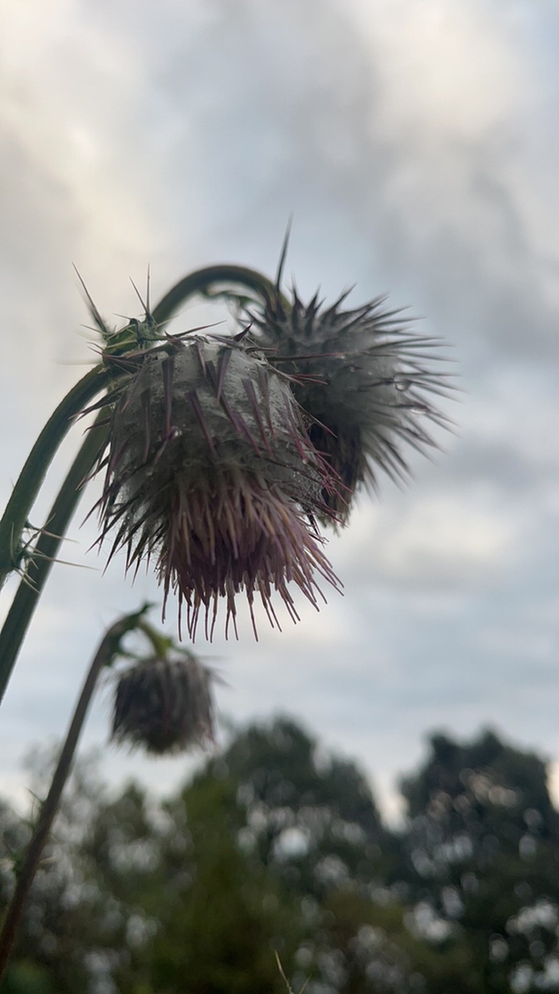 Cirsium subuliforme photo 6