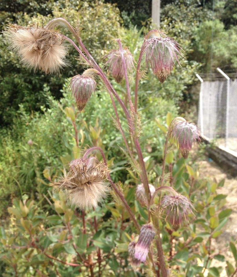 Cirsium subuliforme photo 7
