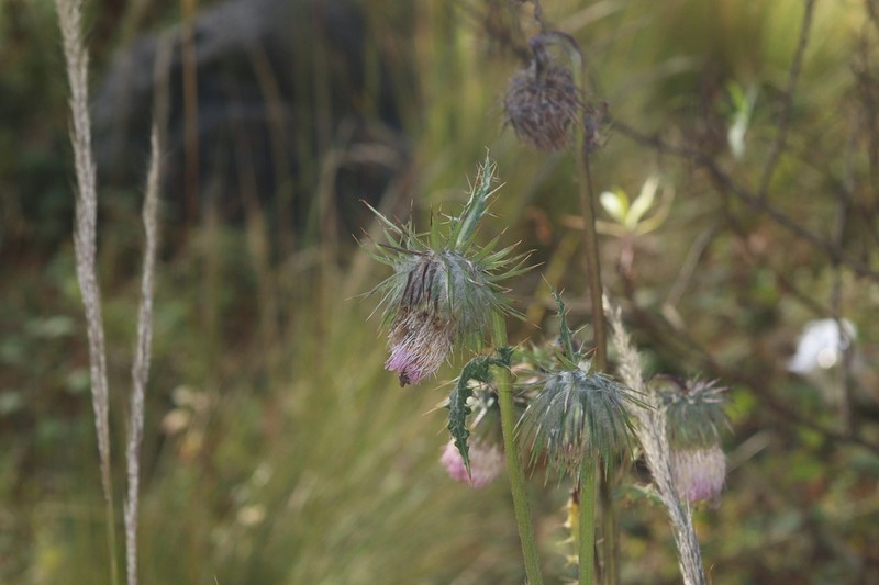 Cirsium subuliforme photo 8