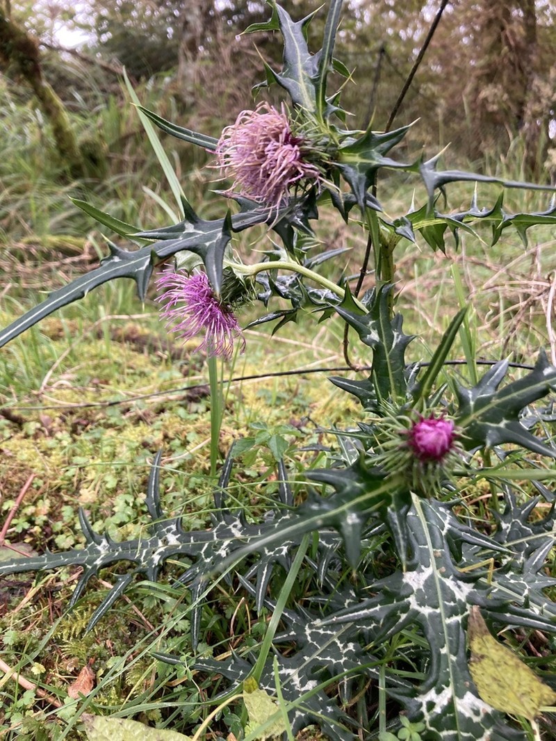 Cirsium suffultum