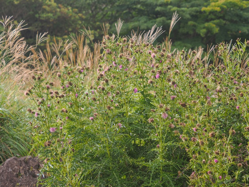 Cirsium suffultum photo 2