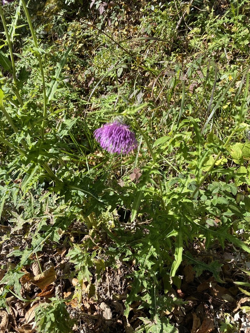 Cirsium suffultum photo 3