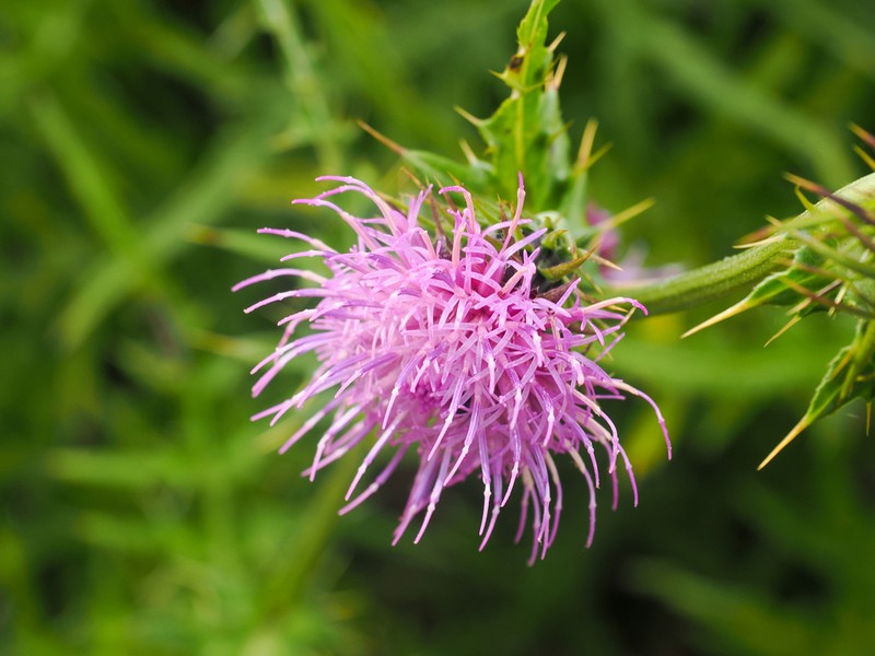 Cirsium suffultum photo 4