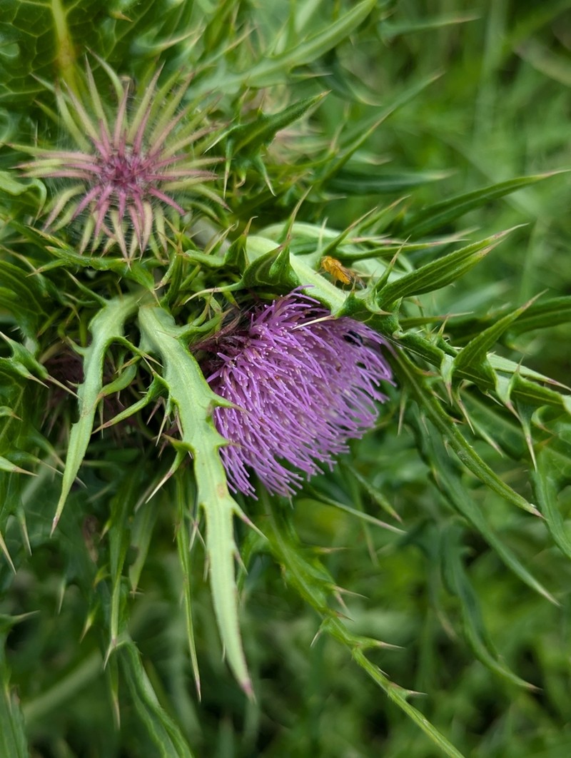Cirsium suffultum photo 5