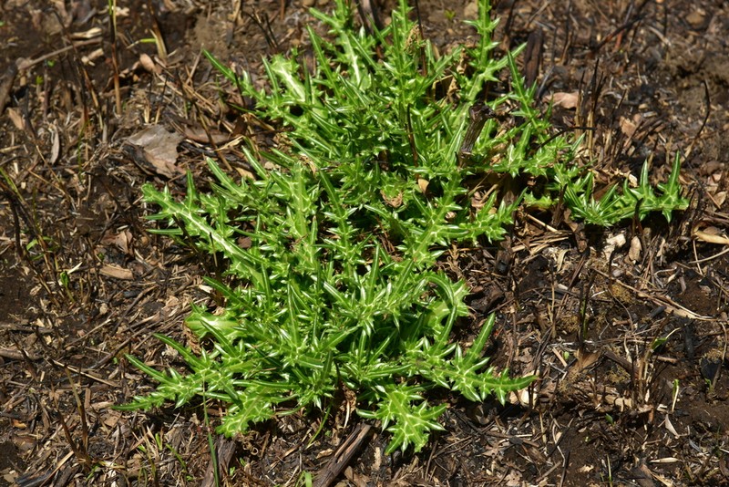 Cirsium suffultum photo 6